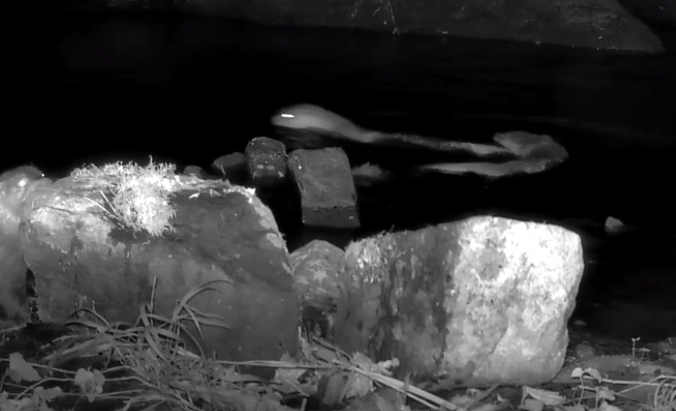 Primer testimonio gráfico de reproducción de nutria en Gipuzkoa