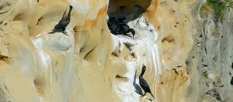 cormoranes moñudos adultos en Jaizkibel